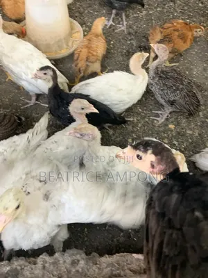 Fully Vaccinated Turkeys for Sale
