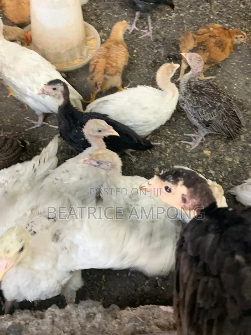 Fully Vaccinated Turkeys for Sale