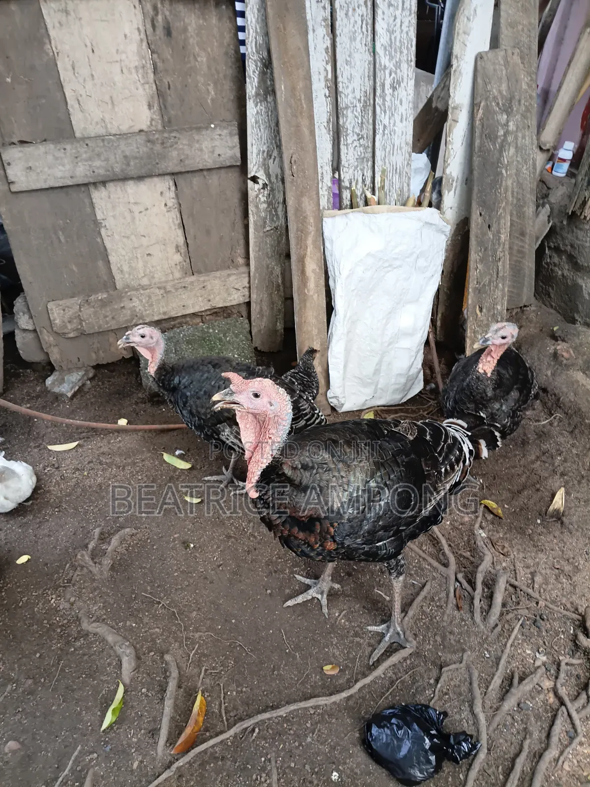 1male 2female Turkeys for Sale. Male 650, 1female 450