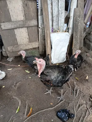 1male 2female Turkeys for Sale. Male 650, 1female 450