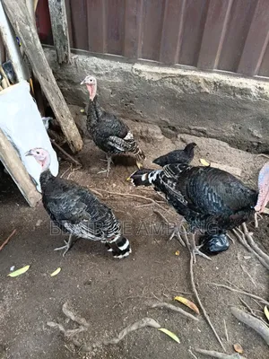 1male 2female Turkeys for Sale. Male 650, 1female 450