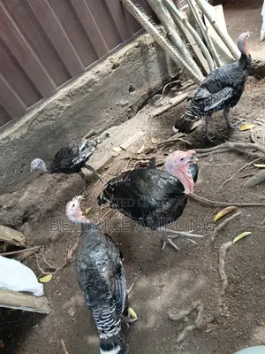 1male 2female Turkeys for Sale. Male 650, 1female 450