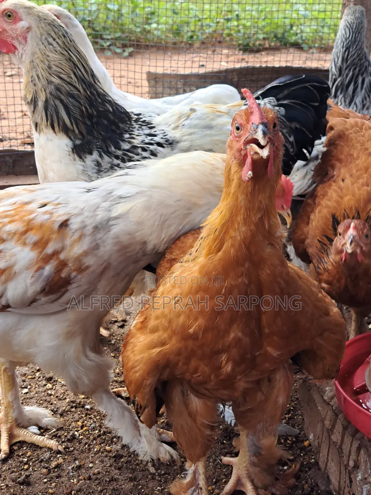 Brahma (Hybrid) Chicks For Sale In Accra, Dansoman