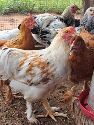 Brahma (Hybrid) Chicks For Sale In Accra, Dansoman