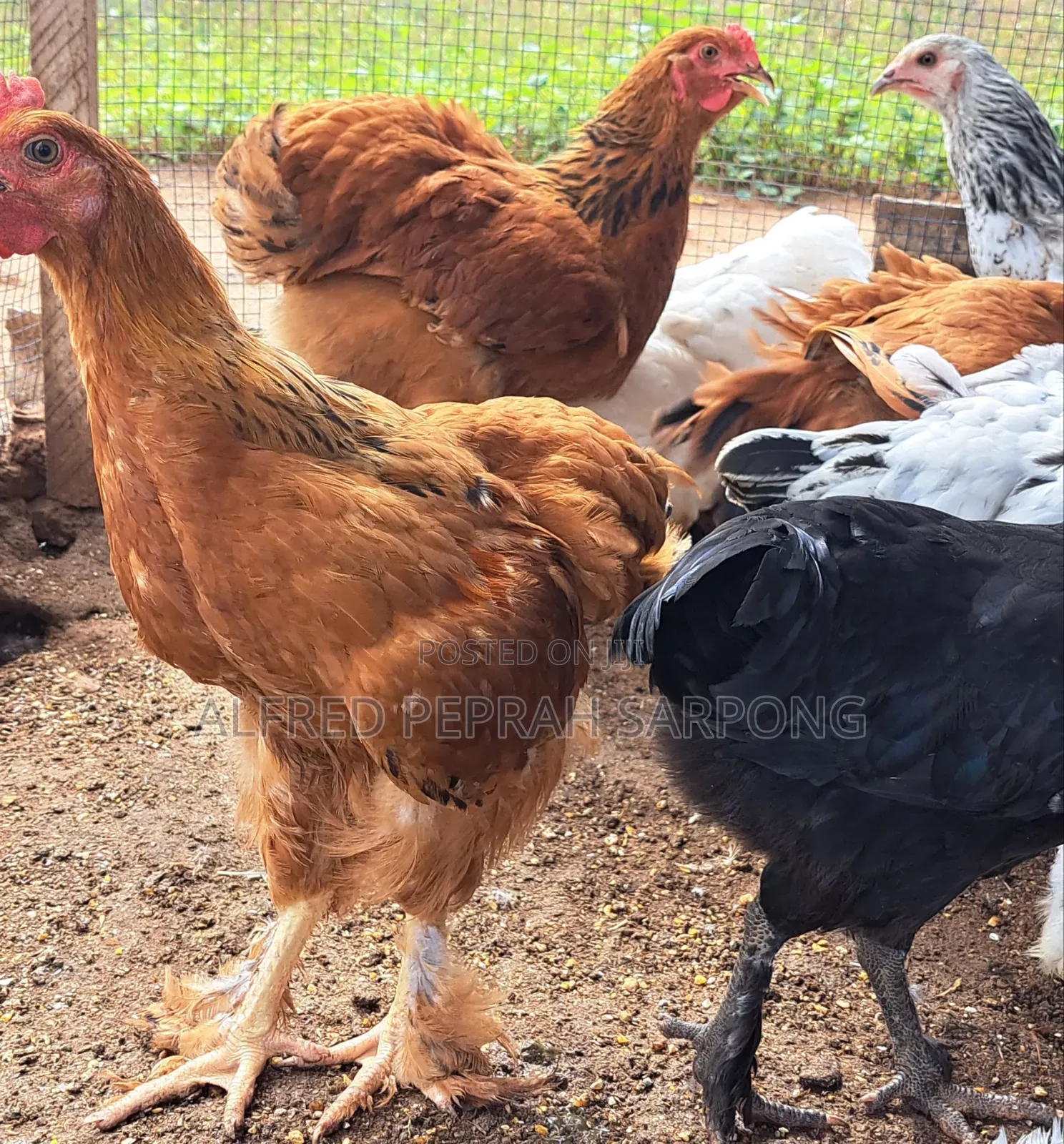 Brahma (Hybrid) Chicks For Sale In Accra, Dansoman