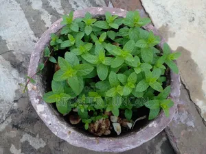 Natural Organic Spearmint Leaves and Seedlings Exotic Breed