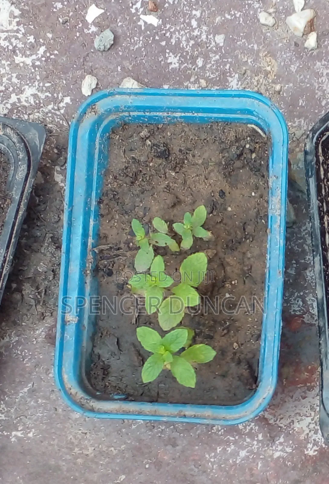 Natural Organic Spearmint Leaves and Seedlings Exotic Breed