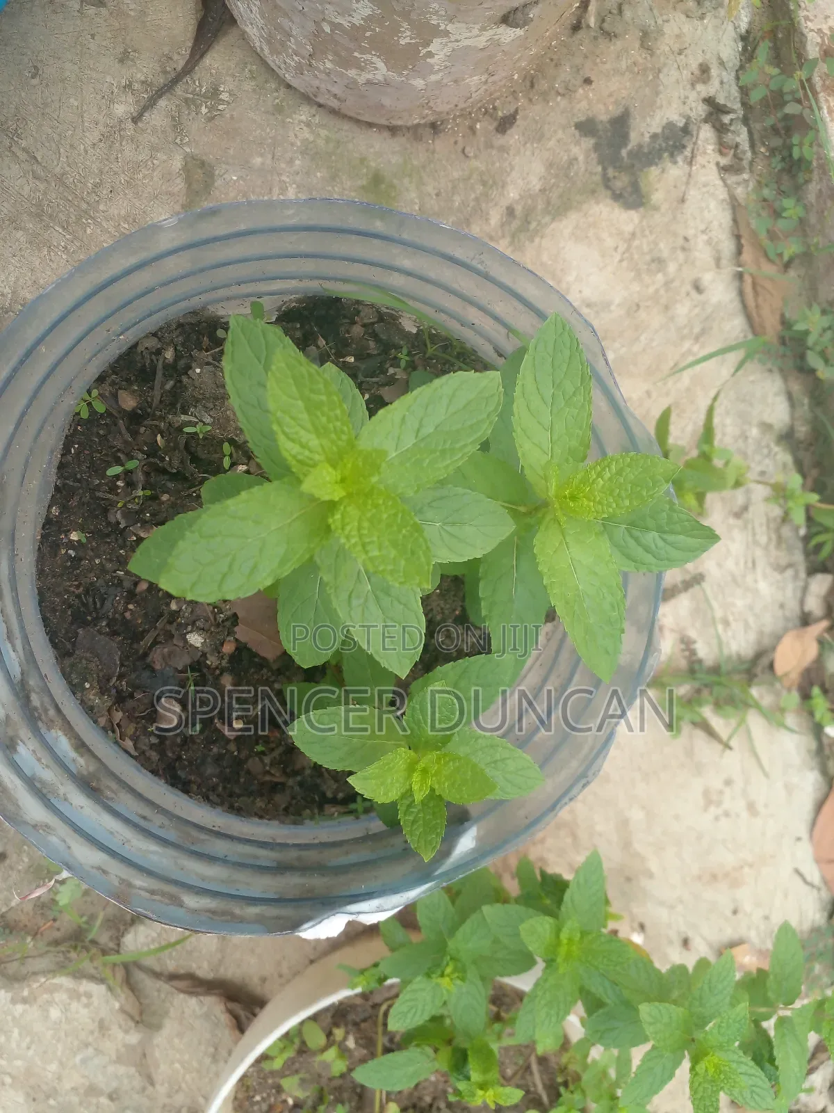 Natural Organic Spearmint Leaves and Seedlings Exotic Breed