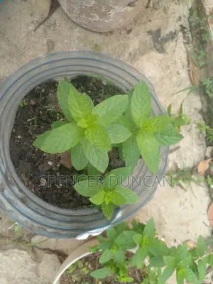 Natural Organic Spearmint Leaves and Seedlings Exotic Breed