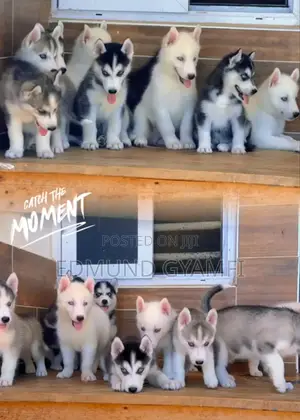 1-3 months Male Purebred Siberian Husky