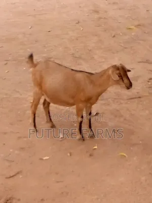 The Animals Seller