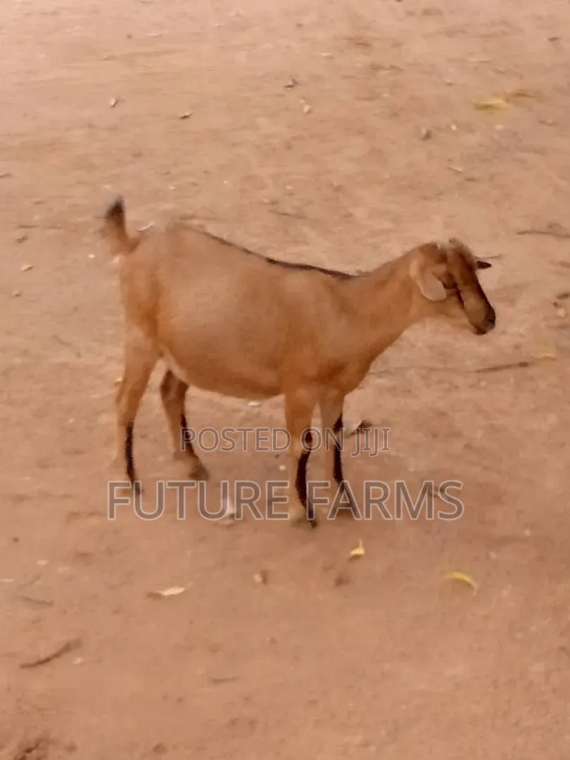 The Animals Seller