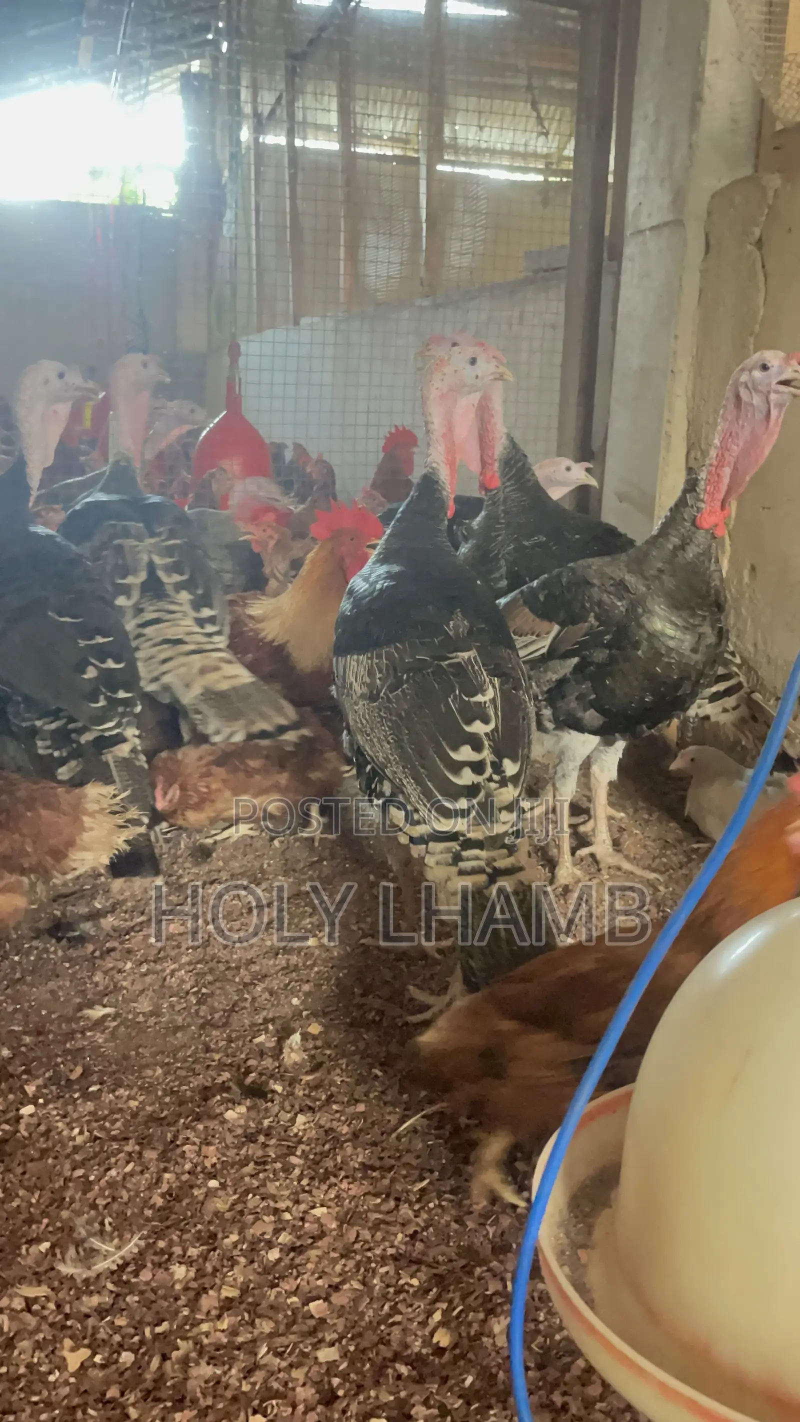 Turkeys for Sale