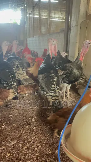 Turkeys for Sale