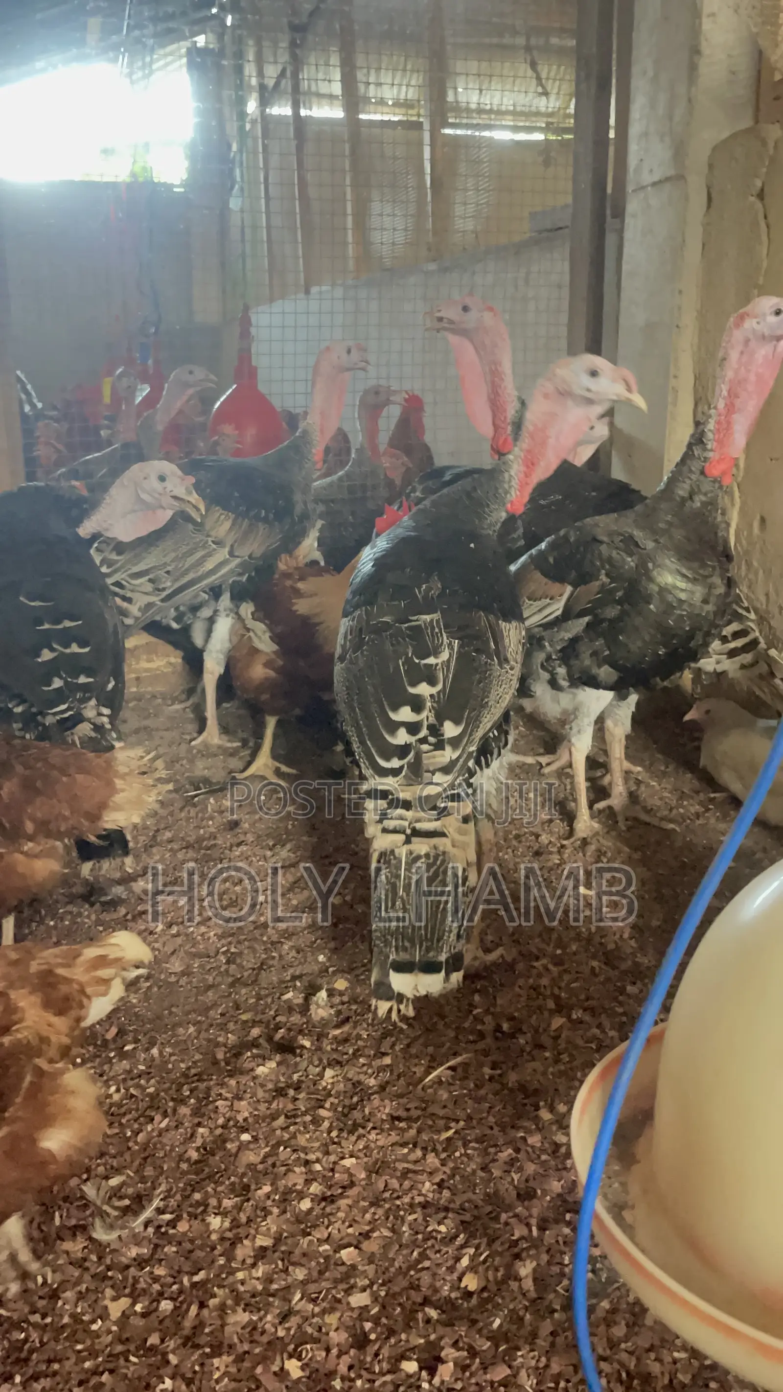 Turkeys for Sale
