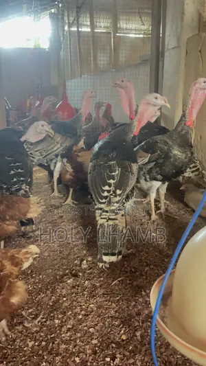 Turkeys for Sale