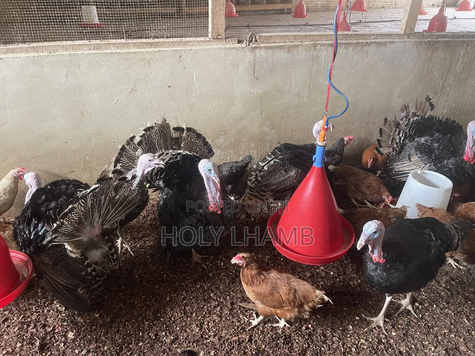 Turkeys for Sale
