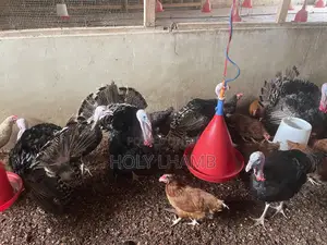 Turkeys for Sale