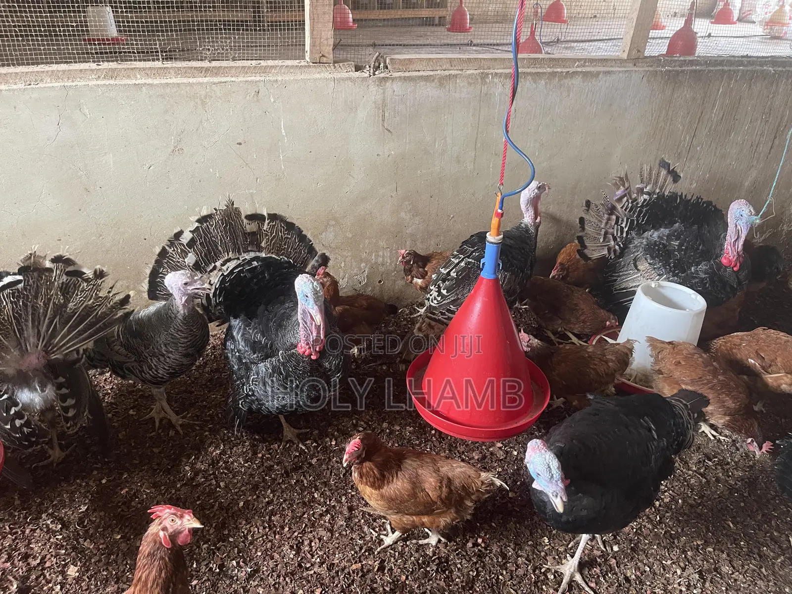 Turkeys for Sale