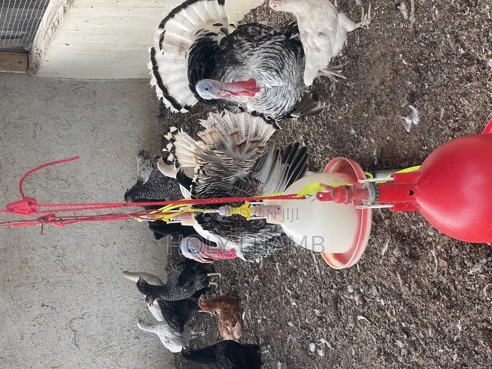 Turkeys for Sale