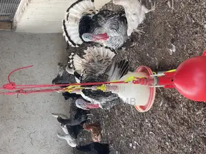 Turkeys for Sale