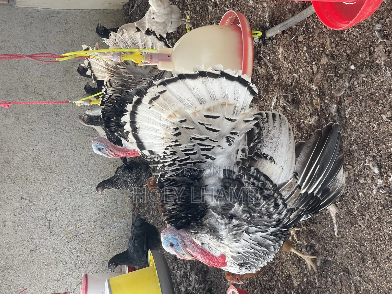 Turkeys for Sale