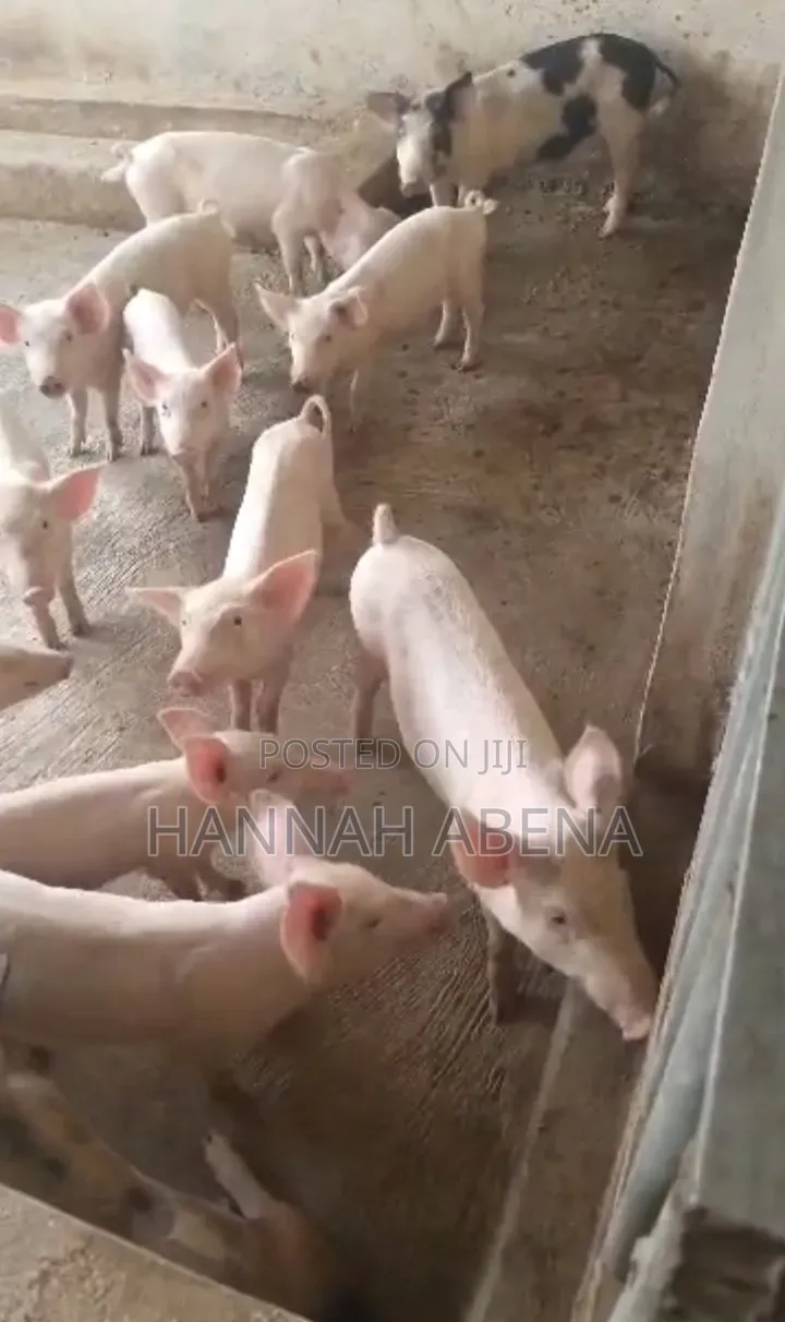 Farm Land With Pigs