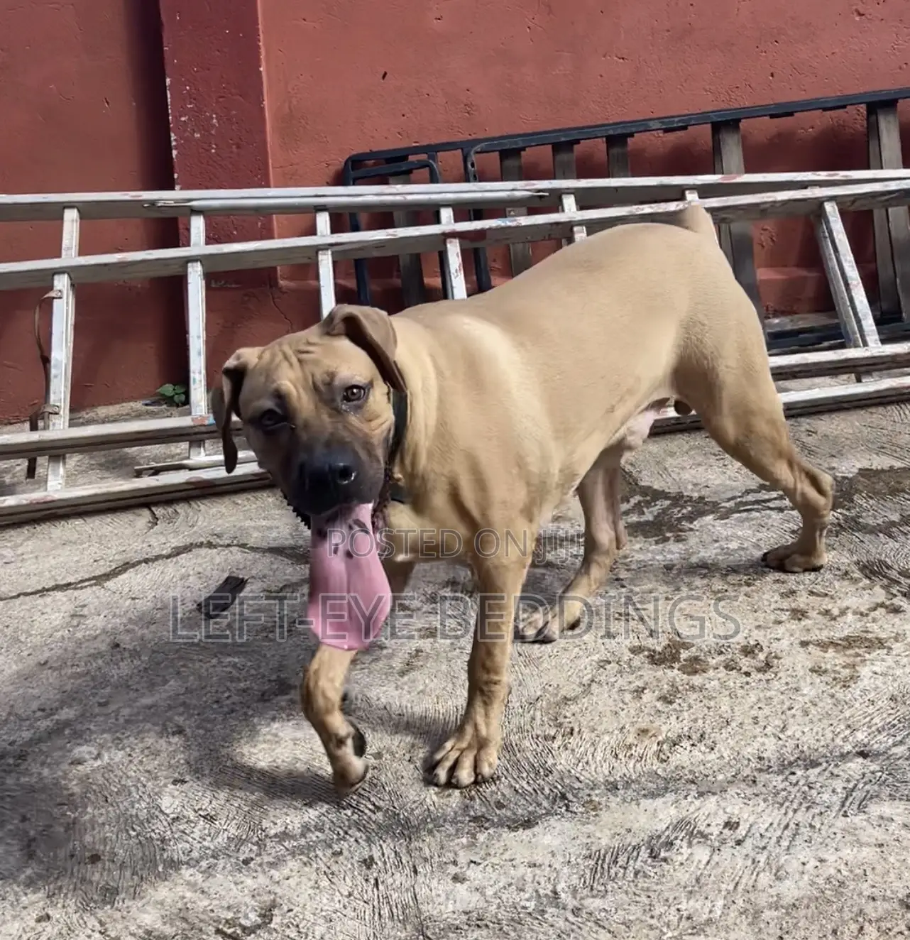 6-12 months Male Purebred Boerboel
