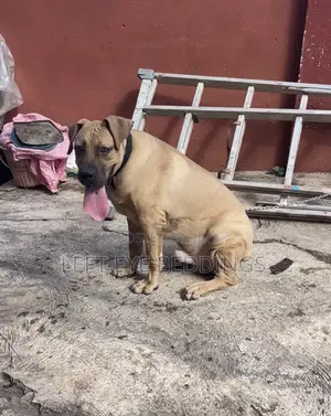 6-12 months Male Purebred Boerboel