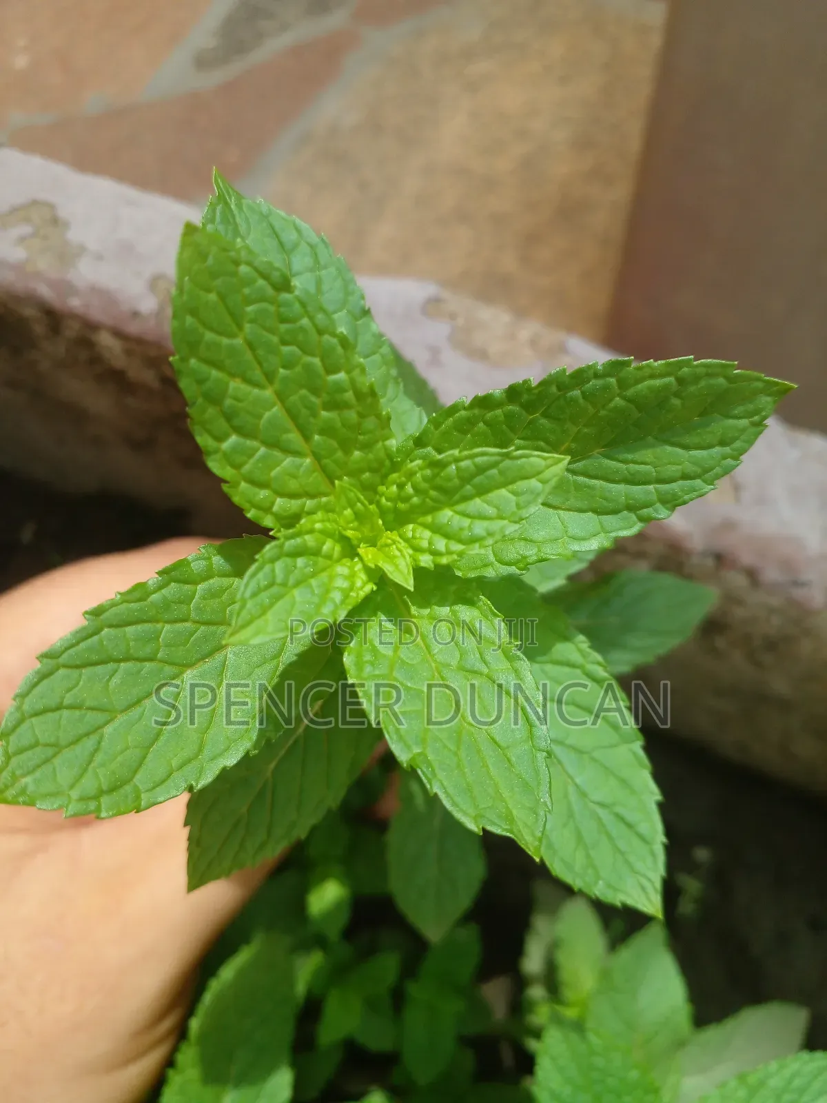 Natural Organic Spearmint Leaves and Seedlings Exotic Breed