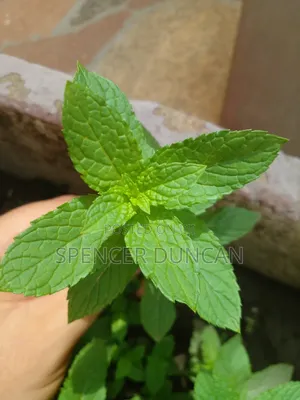 Natural Organic Spearmint Leaves and Seedlings Exotic Breed