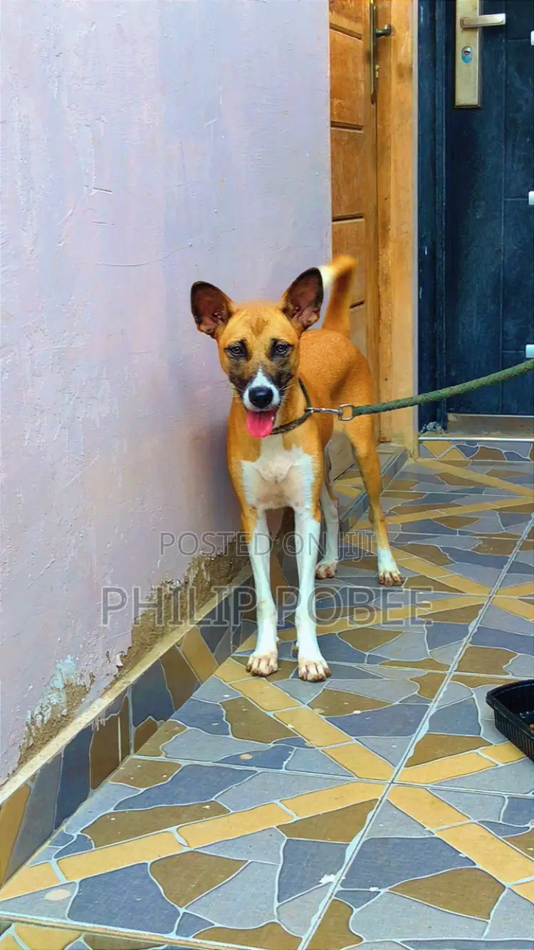 6-12 months Female Mixed Breed German Shepherd