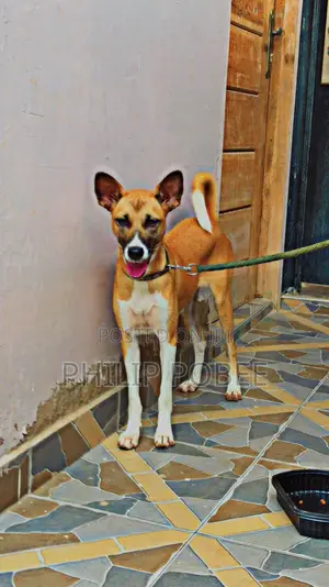 6-12 months Female Mixed Breed German Shepherd