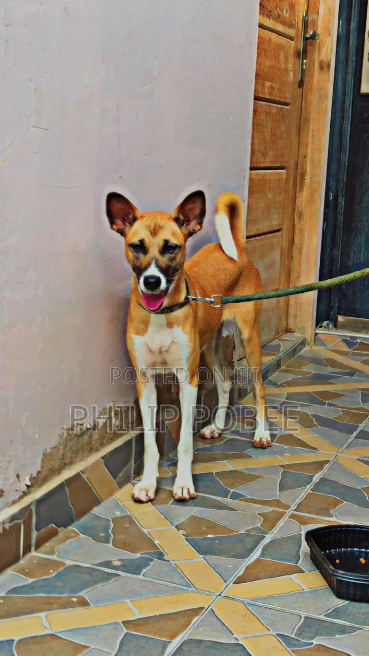 6-12 months Female Mixed Breed German Shepherd