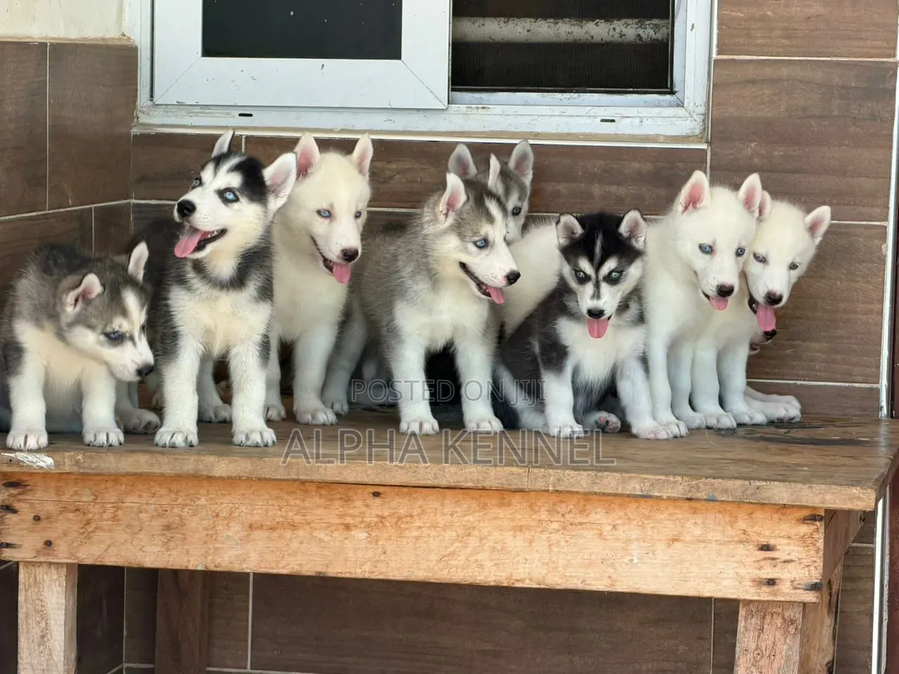 1-3 months Male Purebred Siberian Husky