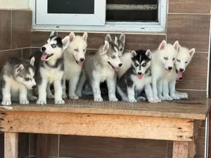 1-3 months Male Purebred Siberian Husky
