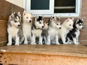 1-3 months Male Purebred Siberian Husky