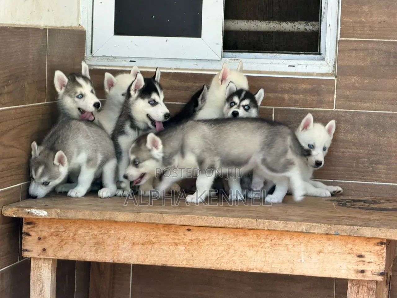1-3 months Male Purebred Siberian Husky