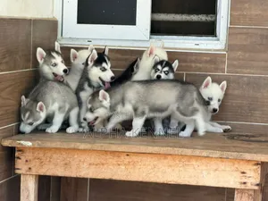 1-3 months Male Purebred Siberian Husky