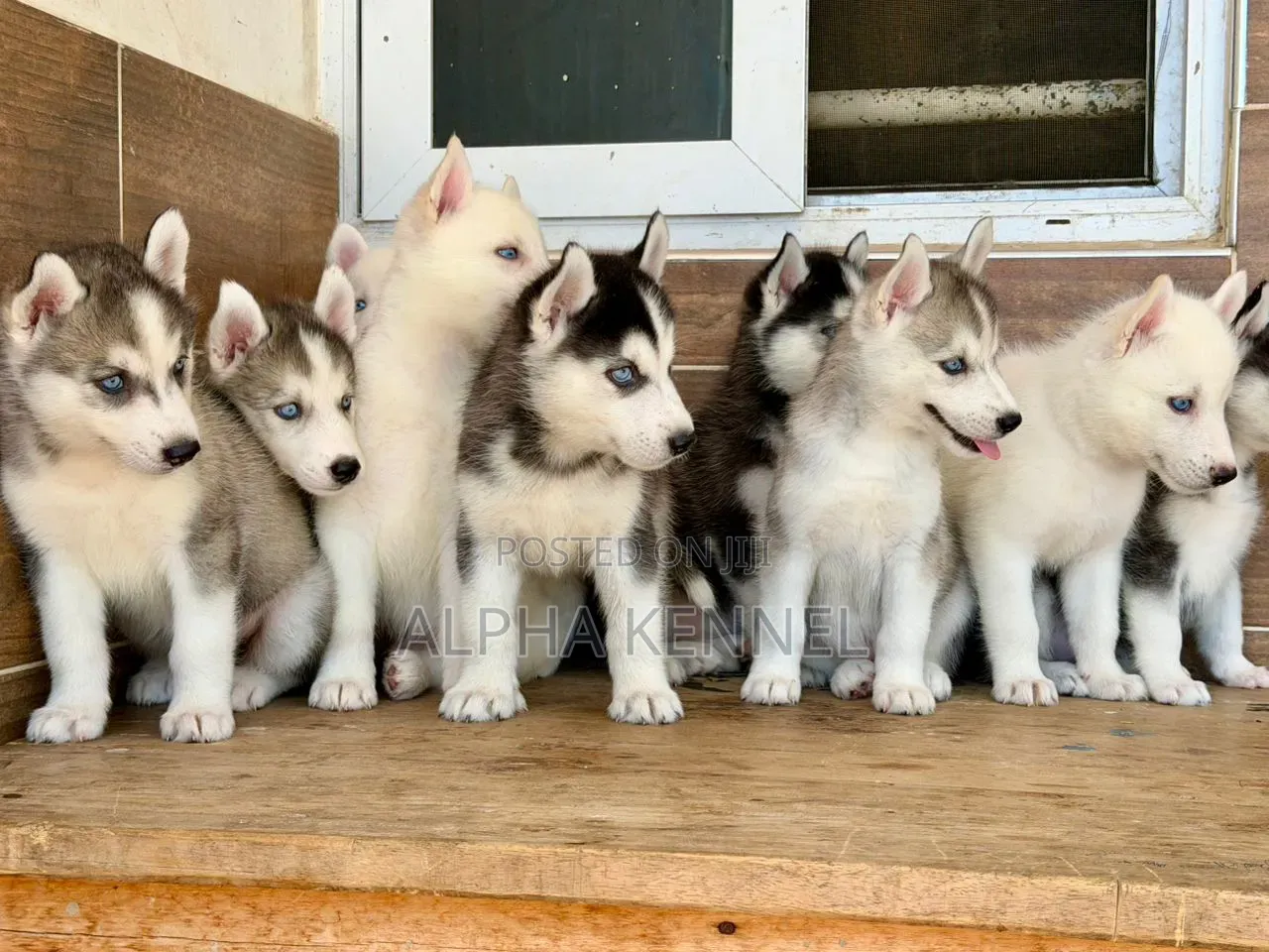 1-3 months Male Purebred Siberian Husky