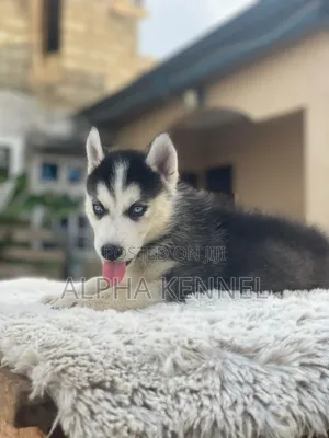 1-3 months Male Purebred Siberian Husky