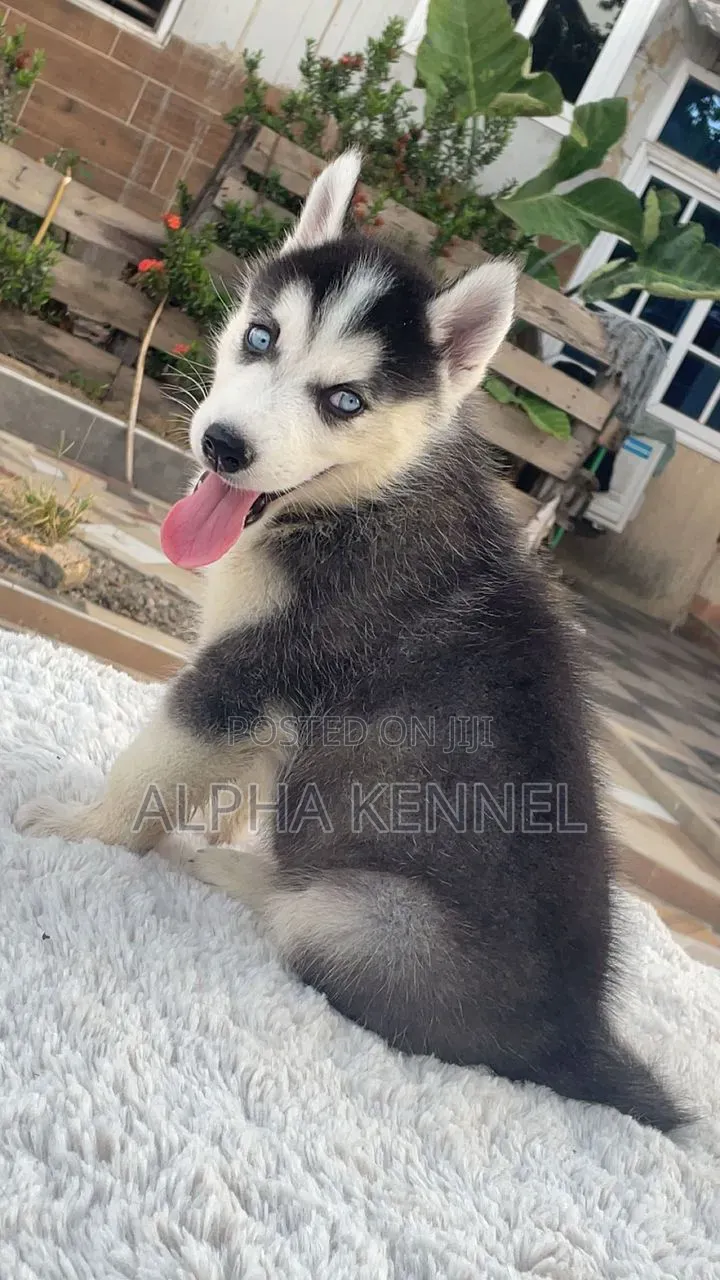 1-3 months Male Purebred Siberian Husky