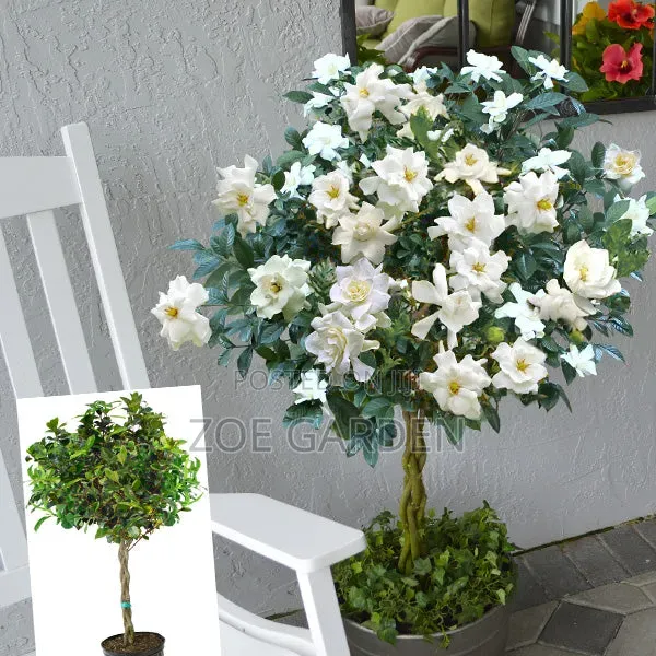 Gardenia Plant