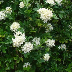 Gardenia Plant