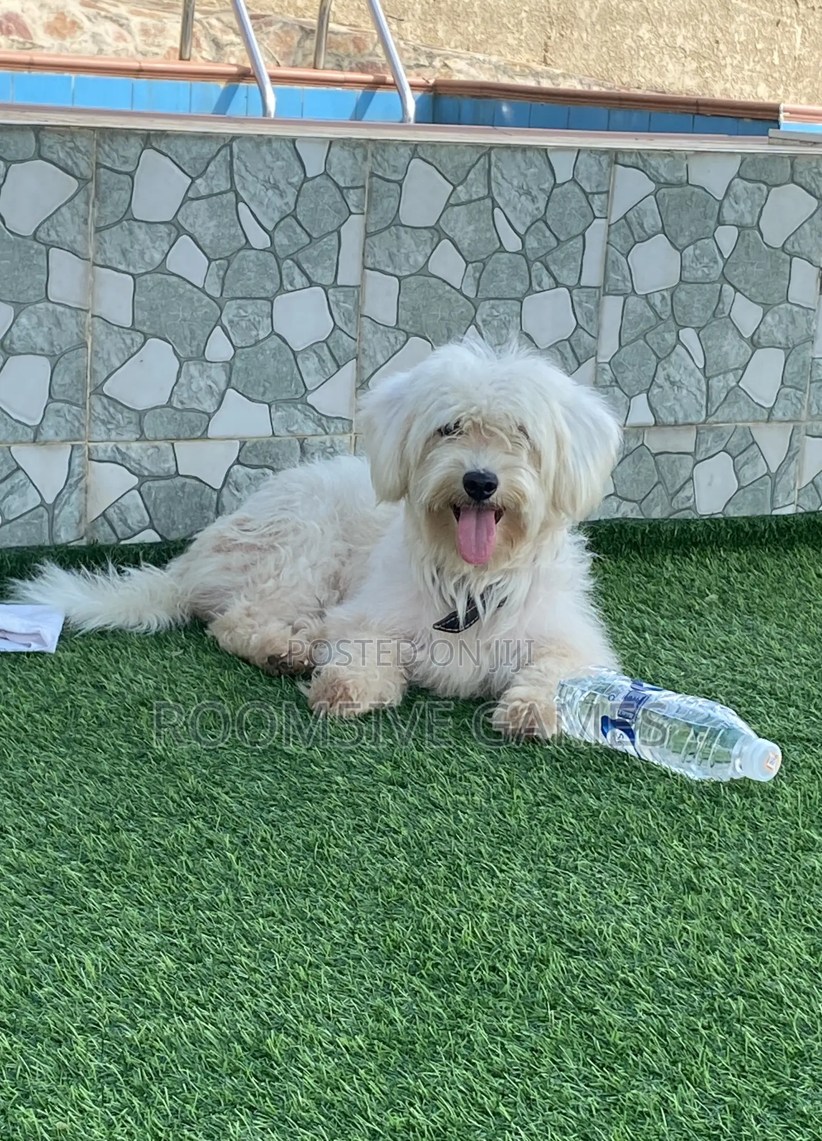 1+ year Male Purebred Maltese