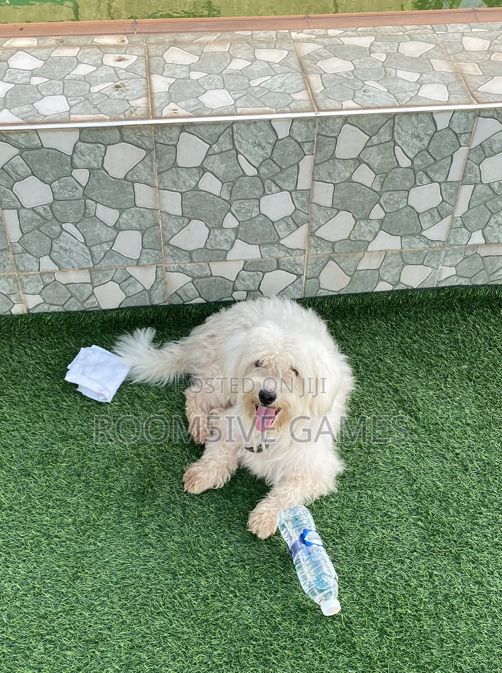 1+ year Male Purebred Maltese