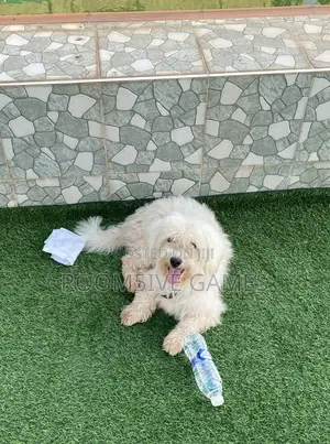 1+ year Male Purebred Maltese