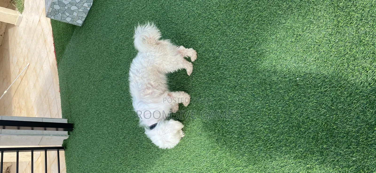 1+ year Male Purebred Maltese