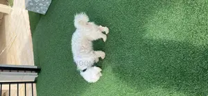 1+ year Male Purebred Maltese