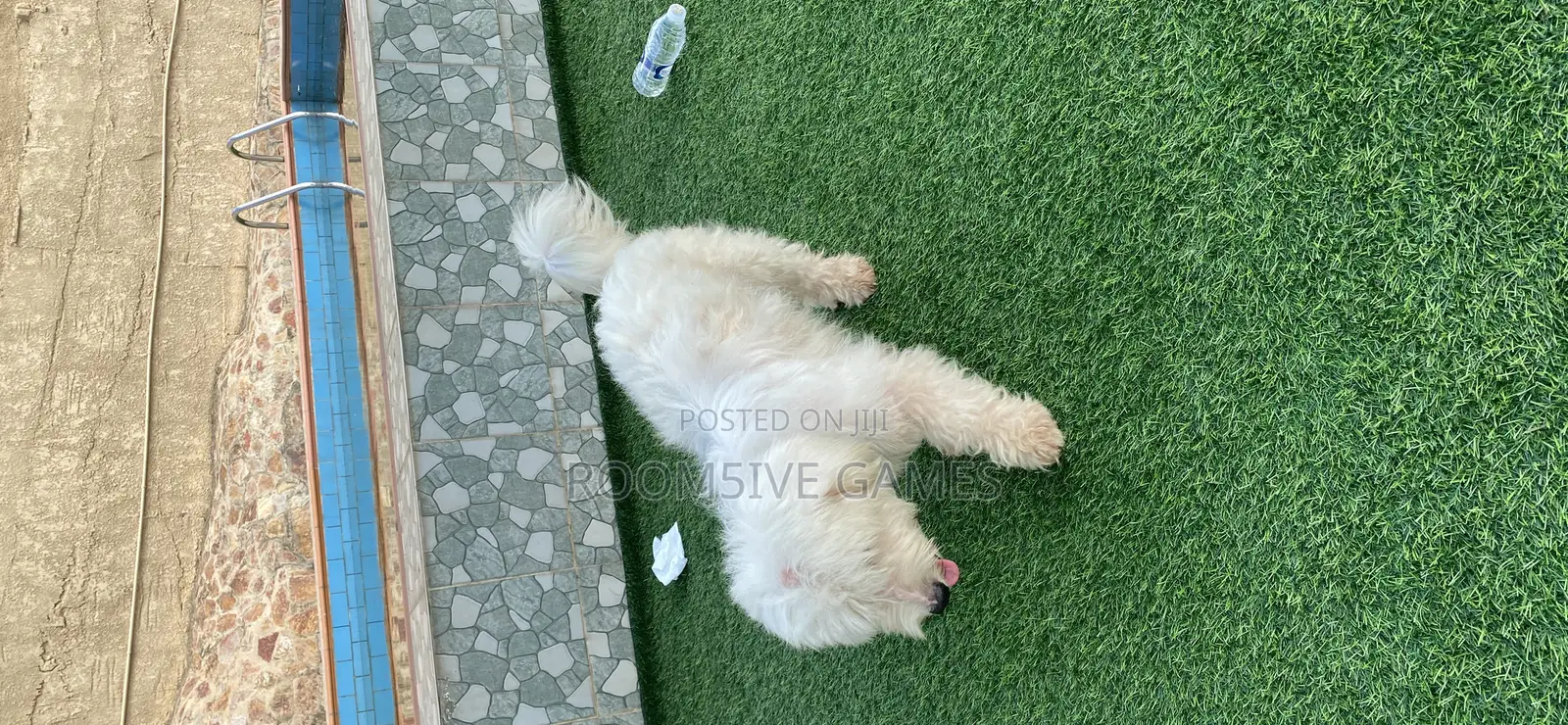 1+ year Male Purebred Maltese